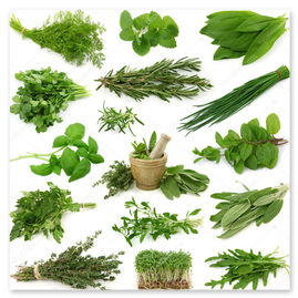 Fresh parsley and dill bunches